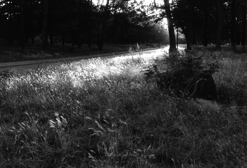 Bois de Vincennes - ヴァンセンヌ公園